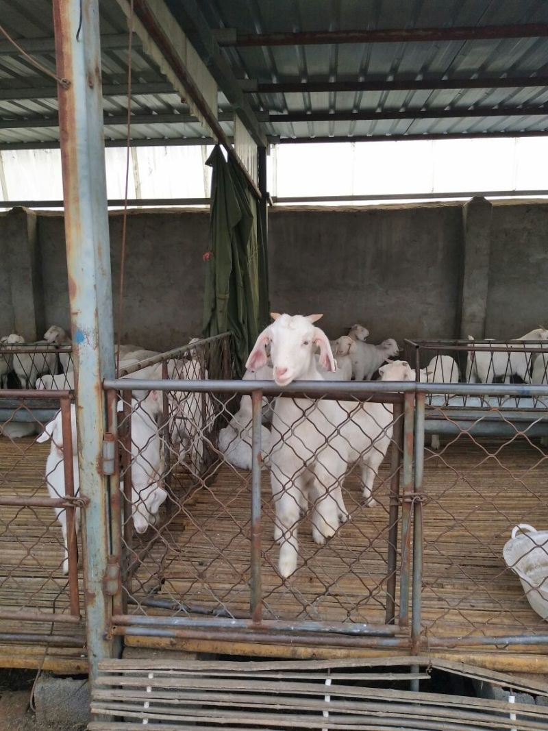肉羊30~50斤/头