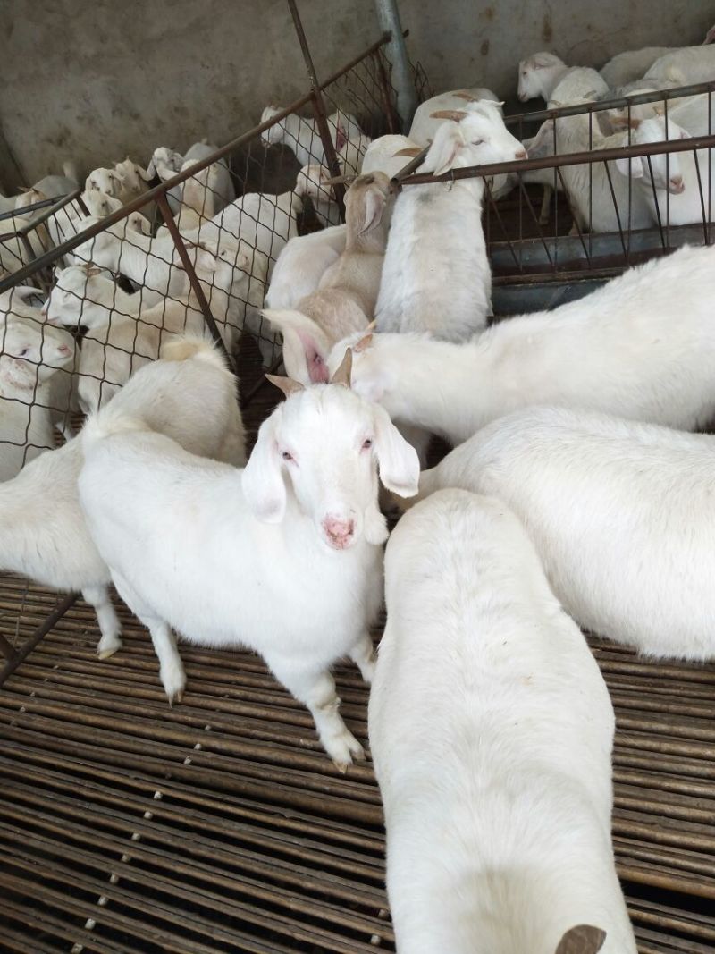 肉羊30~50斤/头