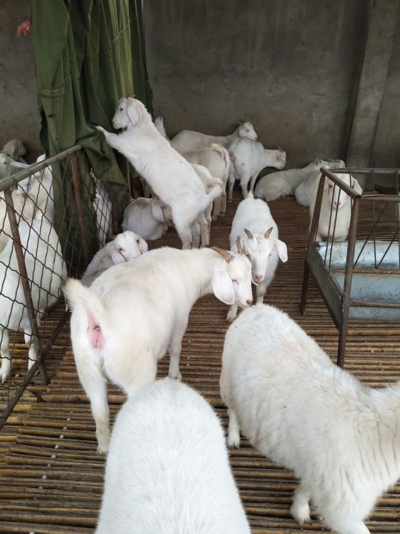 肉羊30~50斤/头