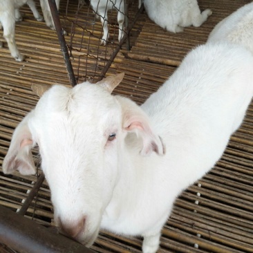 肉羊30~50斤/头
