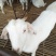 肉羊30~50斤/头