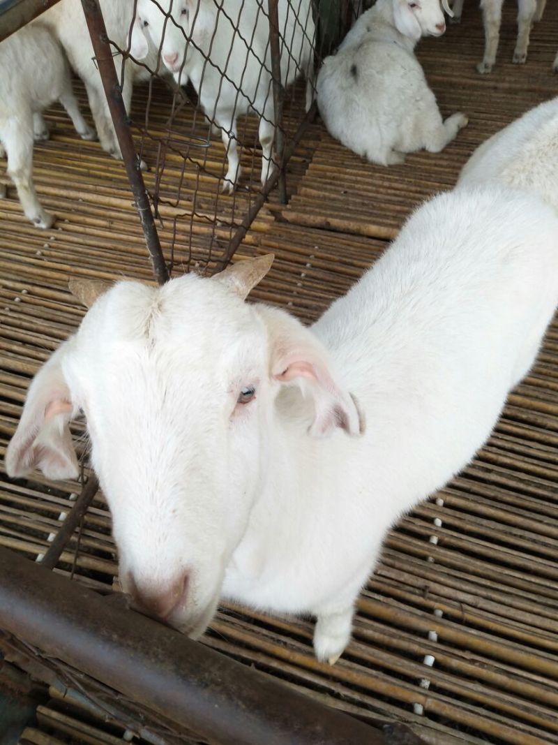 肉羊30~50斤/头