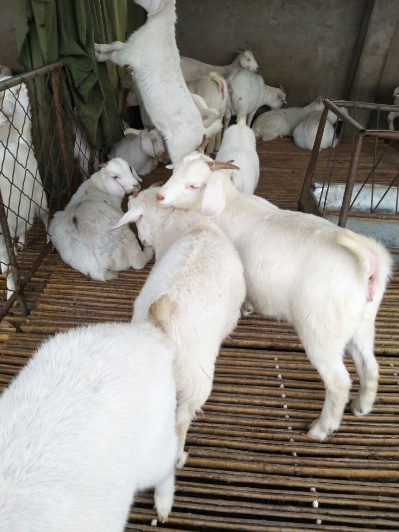 肉羊30~50斤/头