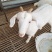 肉羊30~50斤/头