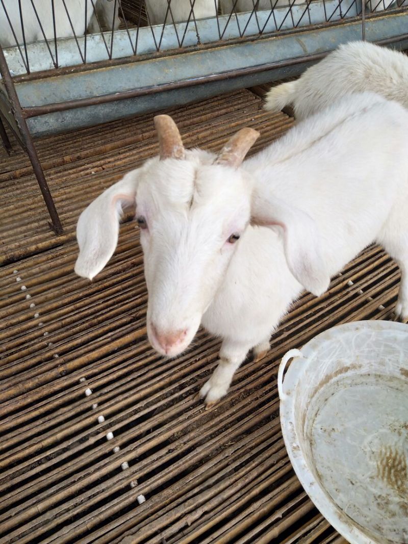 肉羊30~50斤/头