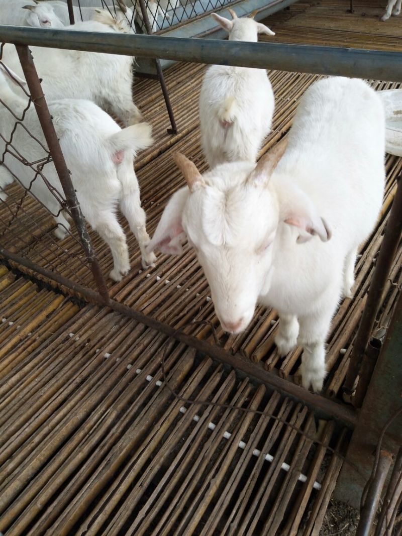 肉羊30~50斤/头