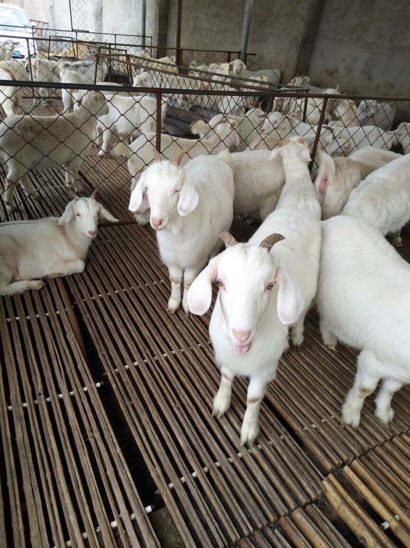 肉羊30~50斤/头