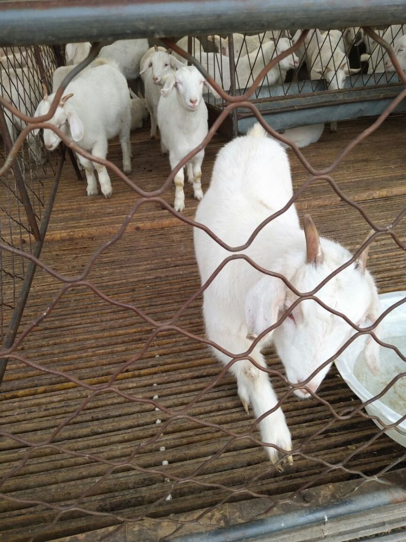 肉羊30~50斤/头
