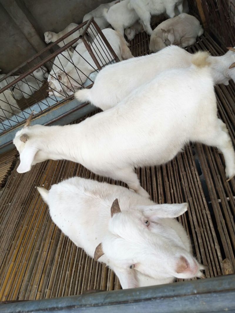 肉羊30~50斤/头