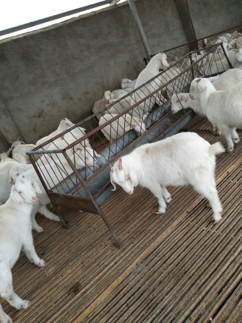 肉羊30~50斤/头