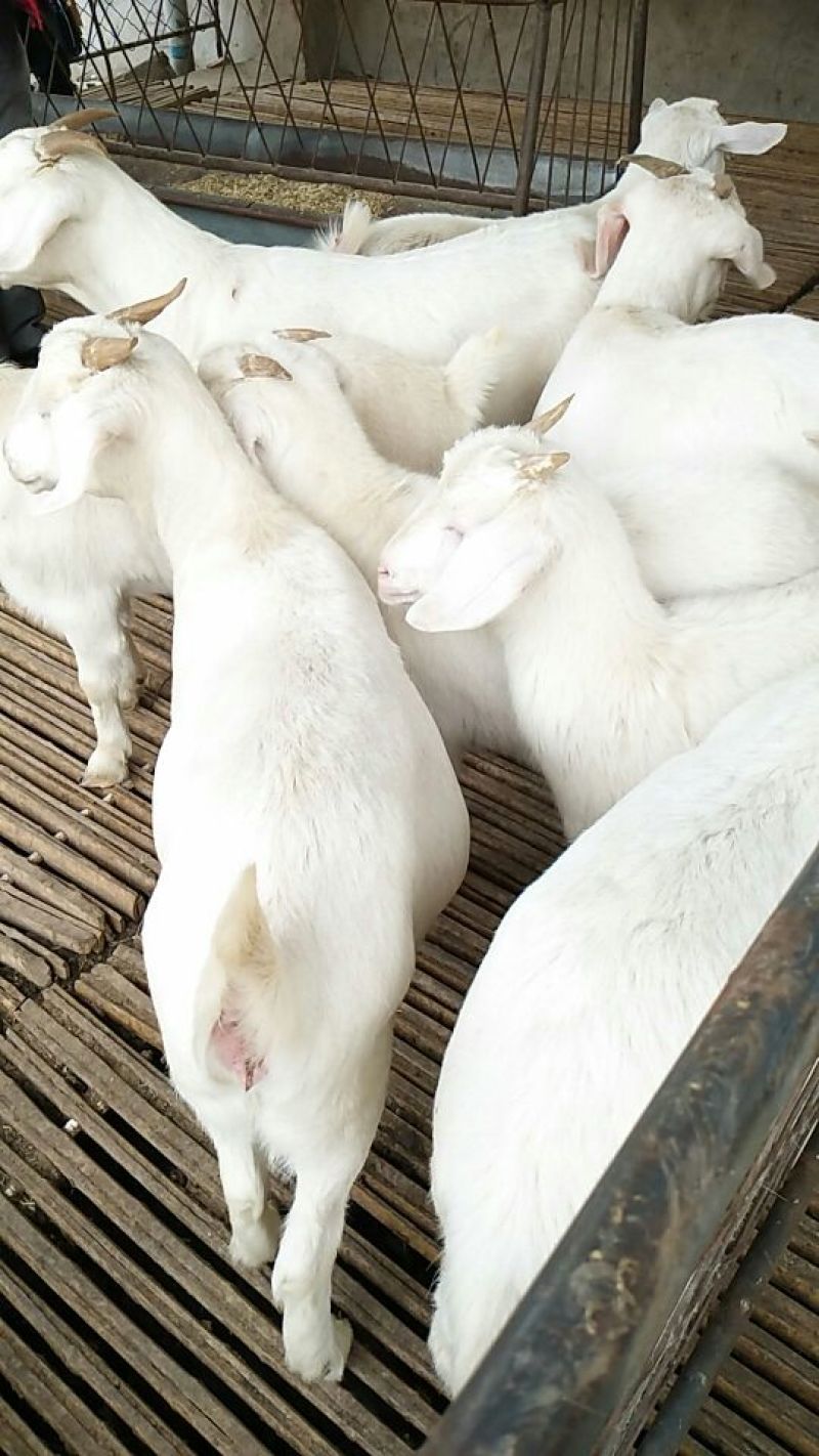 肉羊30~50斤/头