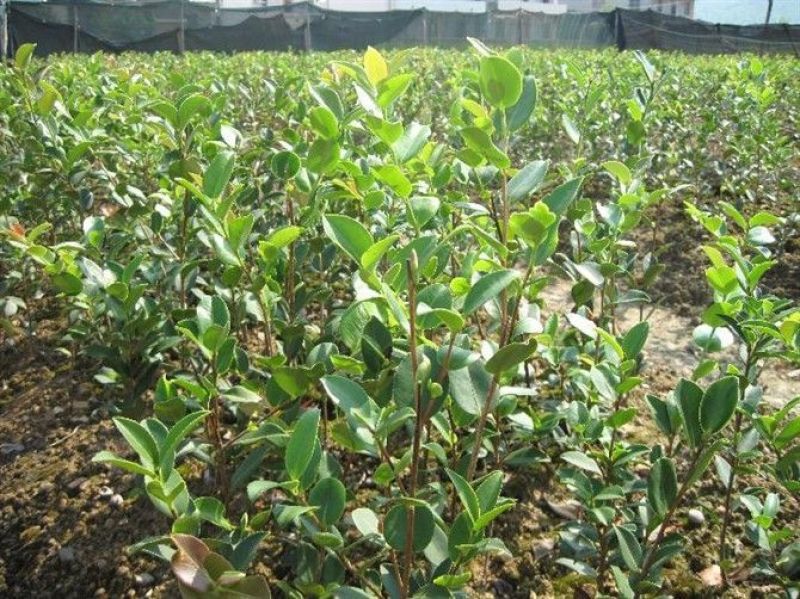 油茶苗30~50cm