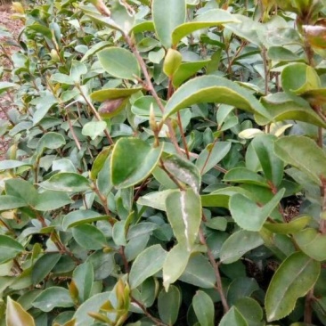 油茶苗30~50cm
