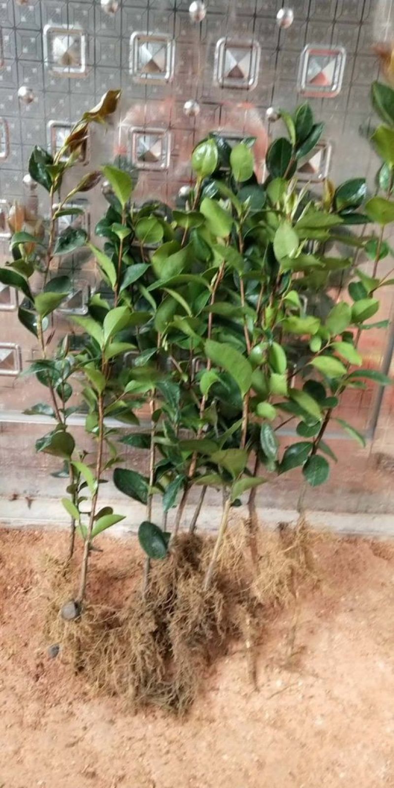 油茶苗30~50cm