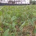 油茶苗30~50cm