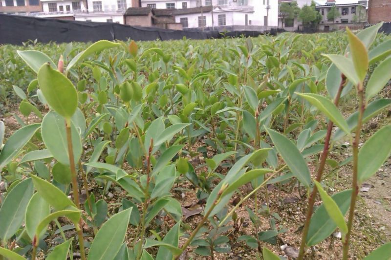 油茶苗30~50cm