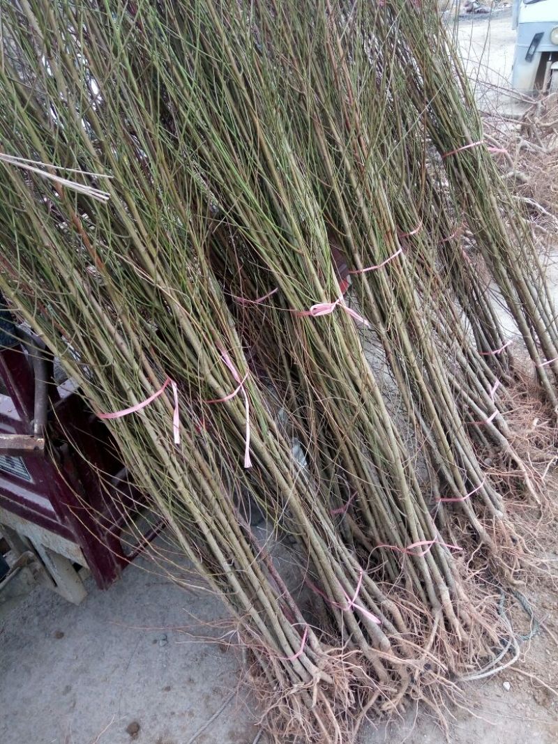 毛桃树苗，实生苗，稼接花卉用苗，根系好，成活率高，