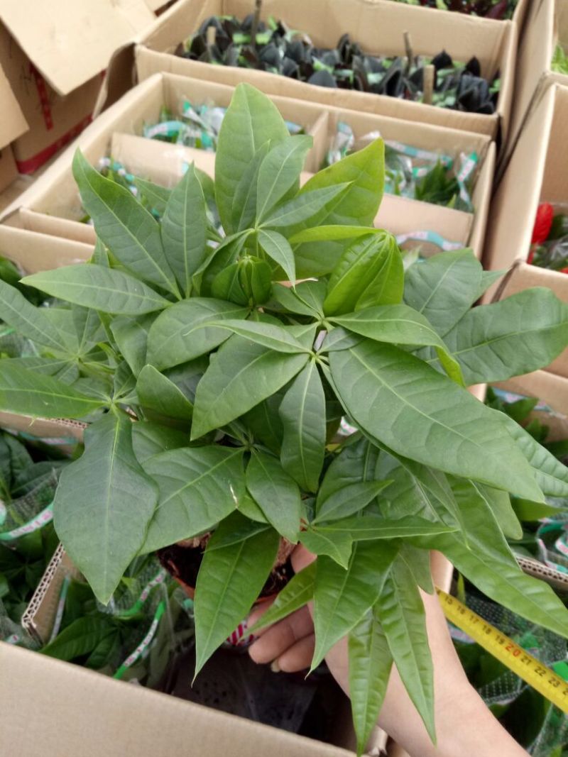 观音竹2cm以下2米以下