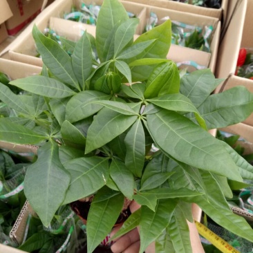 发财树三杆发财树带盆栽好
