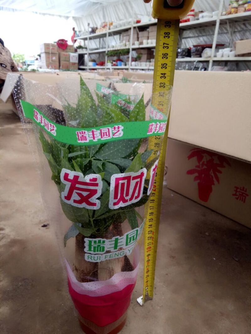 发财树三杆发财树带盆栽好