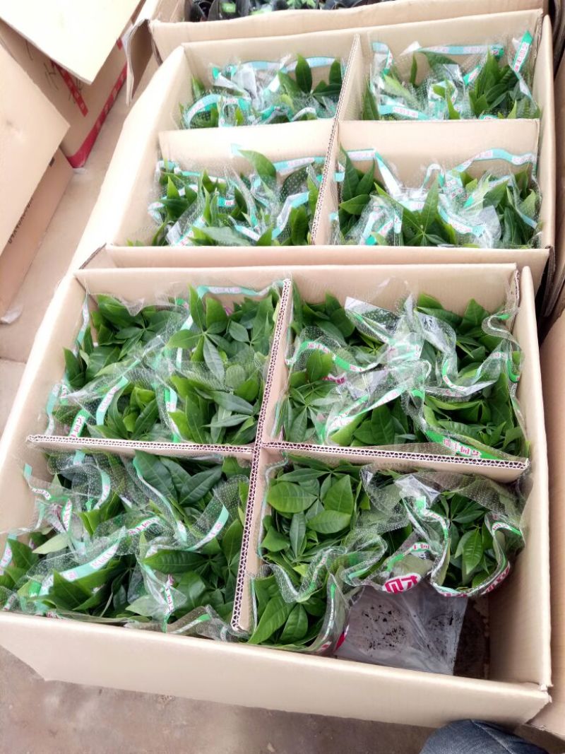 发财树三杆发财树带盆栽好