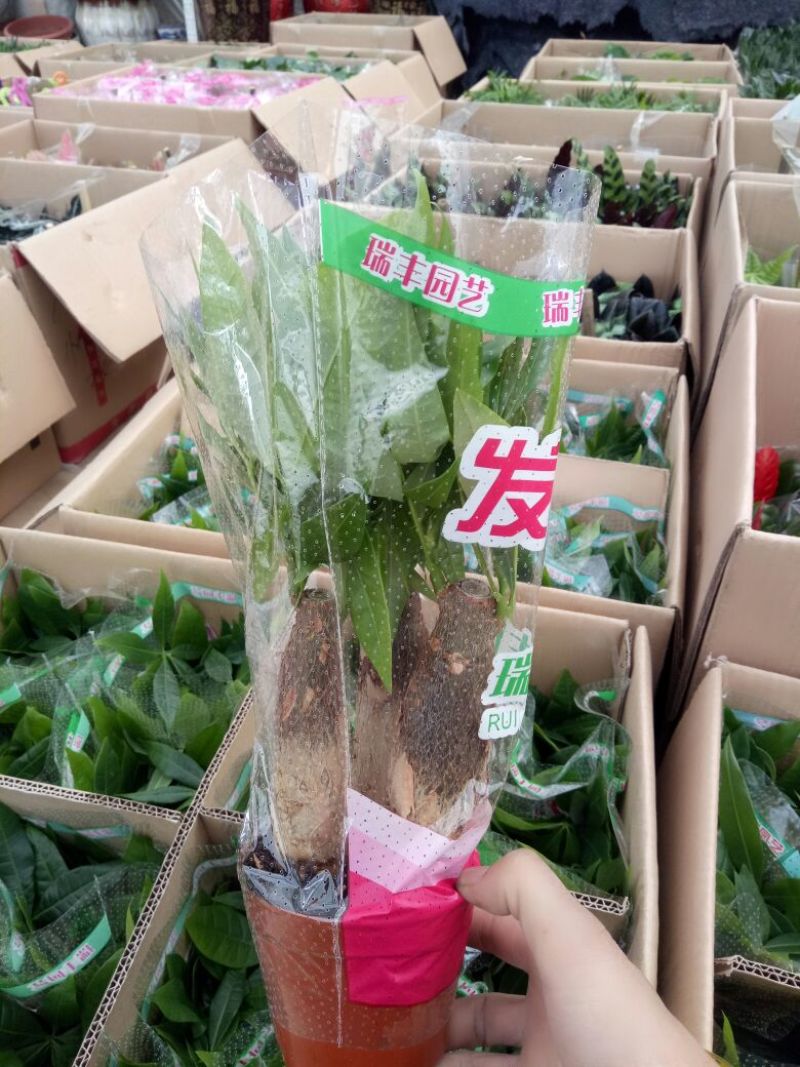 发财树三杆发财树带盆栽好