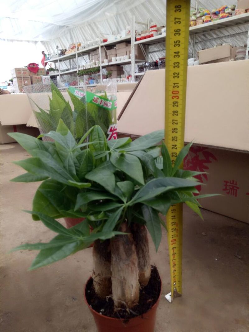 发财树三杆发财树带盆栽好