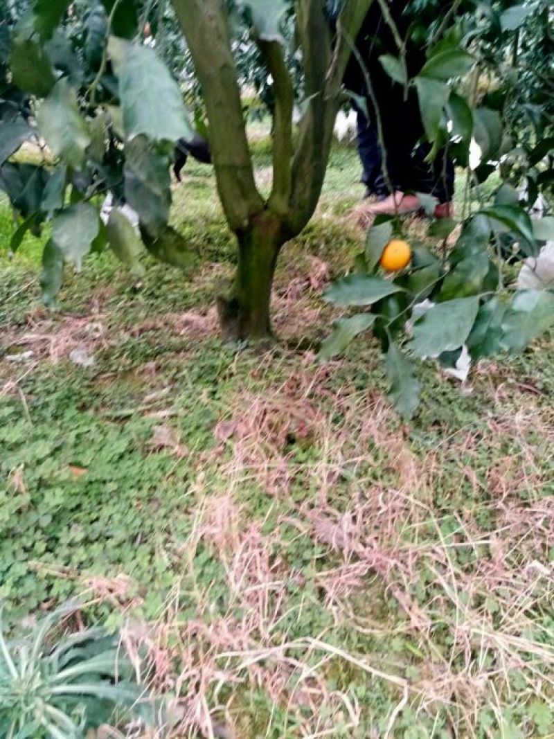 春见苗80~120cm