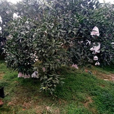 春见苗80~120cm
