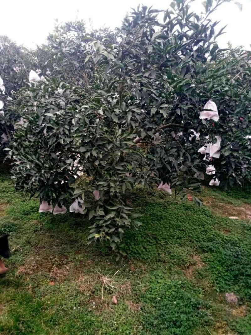 春见苗80~120cm