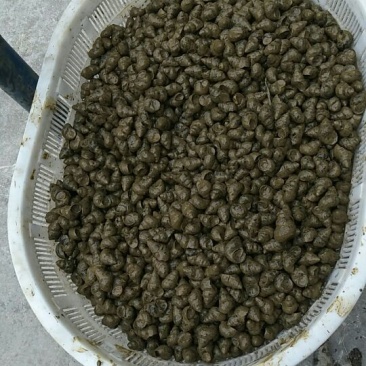 螺蛳食用鲜活