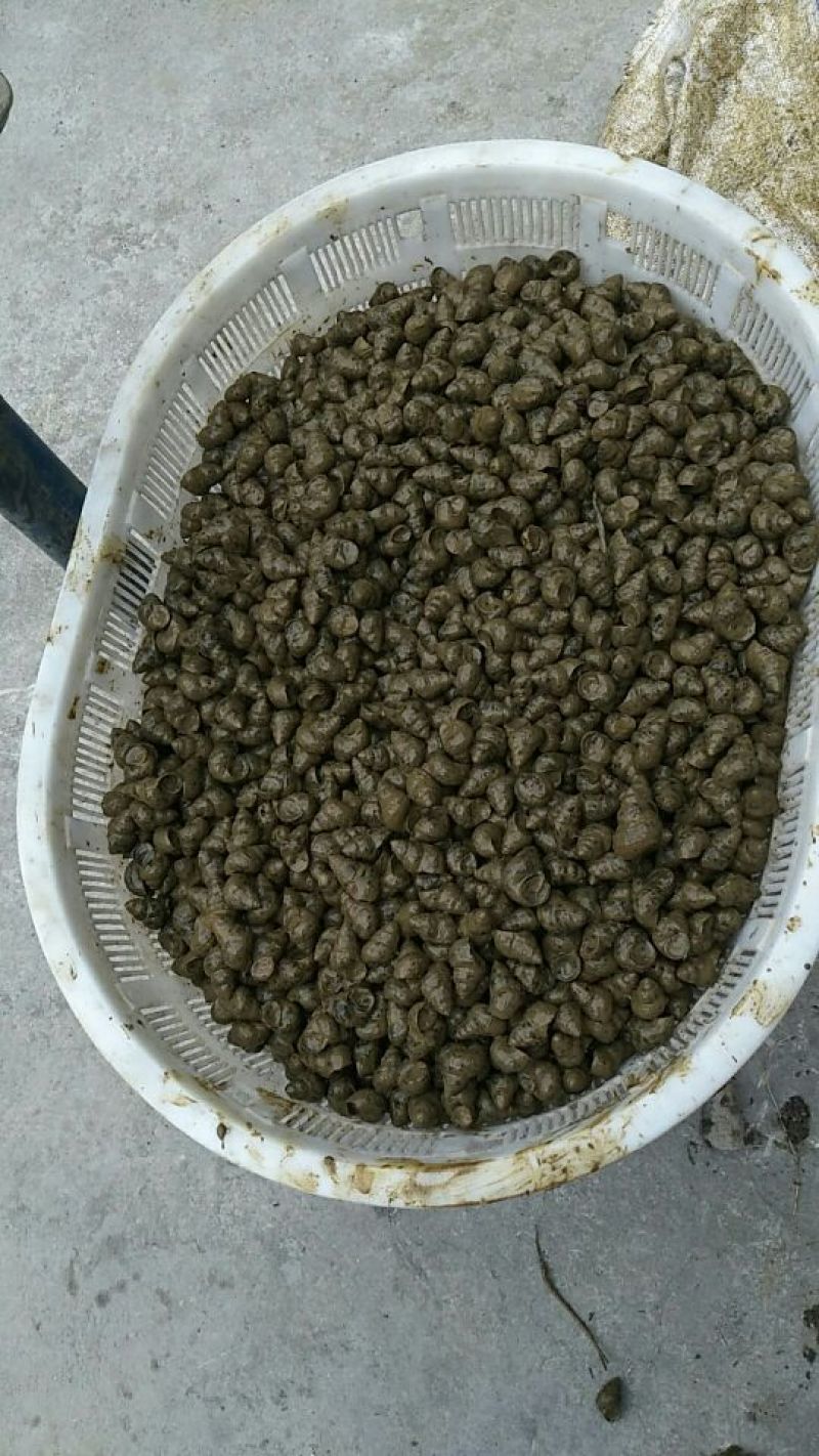 螺蛳食用鲜活