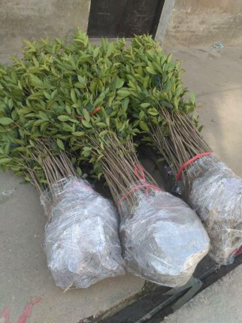 状元红桂花苗80~120cm，朱砂桂花树苗，红花丹桂