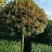 状元红桂花苗80~120cm,朱砂桂花树苗,红花丹桂