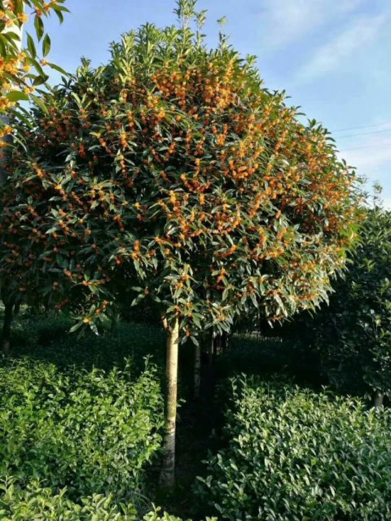 状元红桂花苗80~120cm，朱砂桂花树苗，红花丹桂