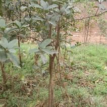黄金桂花树1~2米4~6cm3.5~4米