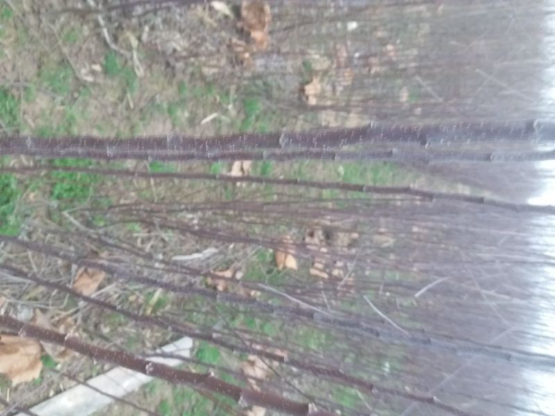 苹果树苗，品种多样，规格齐全河南货源成活率高