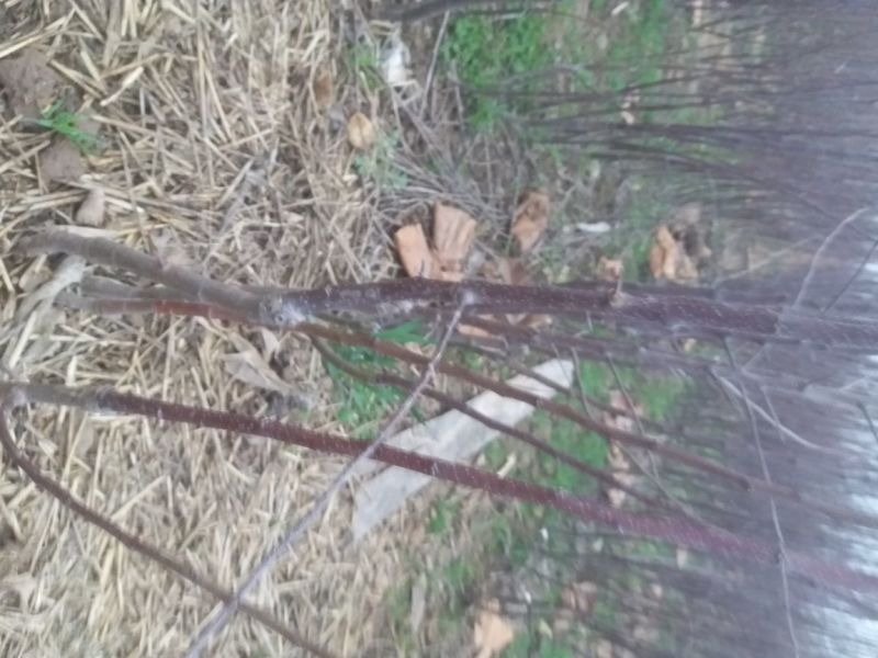 苹果树苗，品种多样，规格齐全河南货源成活率高