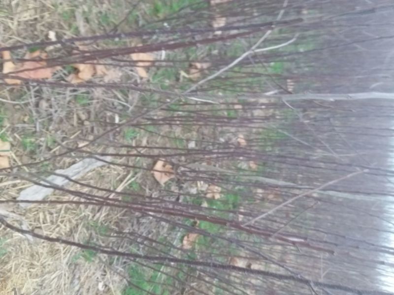 苹果树苗，品种多样，规格齐全河南货源成活率高
