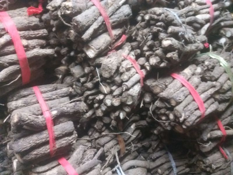 桐树根大量供应，速生四倍体新品种泡桐树根，河南货源