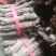 桐树根大量供应，速生四倍体新品种泡桐树根，河南货源