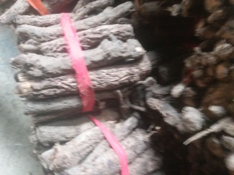 桐树根大量供应，速生四倍体新品种泡桐树根，河南货源