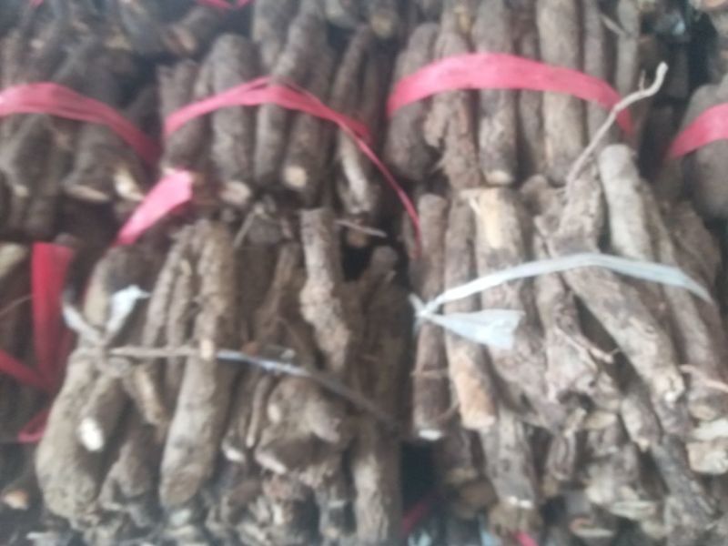 桐树根大量供应，速生四倍体新品种泡桐树根，河南货源