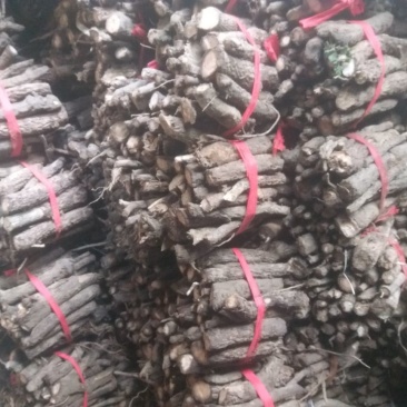 桐树根大量供应，速生四倍体新品种泡桐树根，河南货源