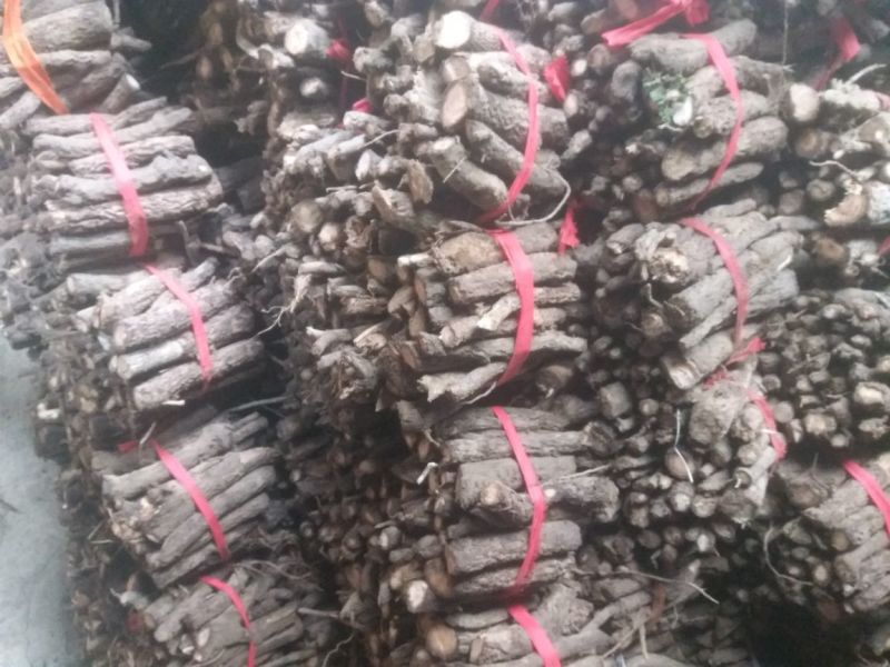 桐树根大量供应，速生四倍体新品种泡桐树根，河南货源