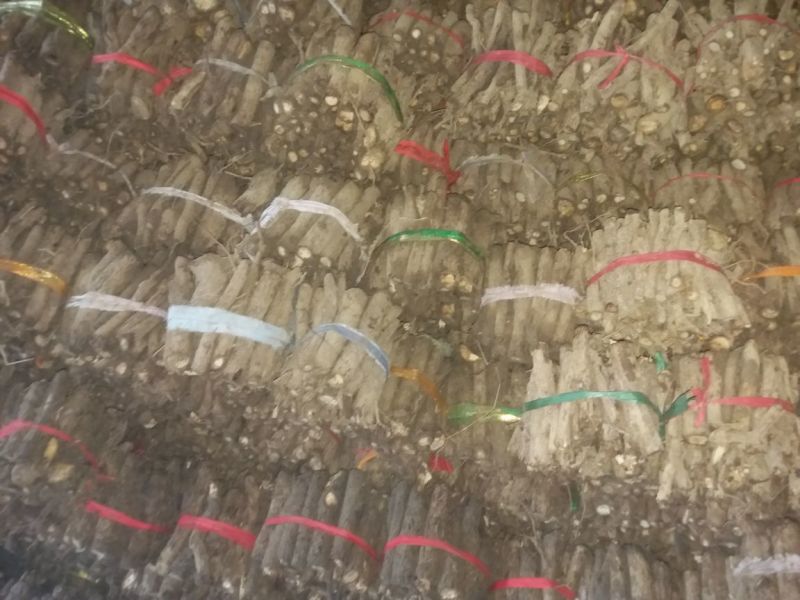桐树根大量供应，速生四倍体新品种泡桐树根，河南货源