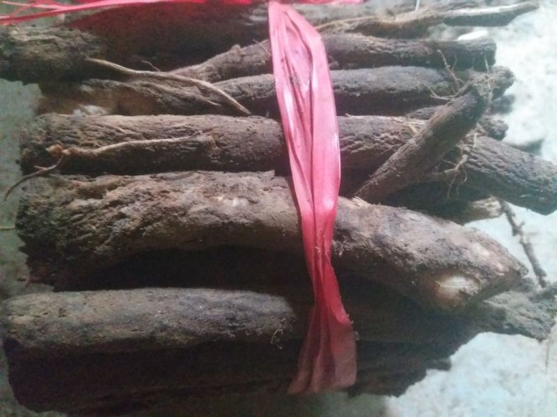 桐树根大量供应，速生四倍体新品种泡桐树根，河南货源