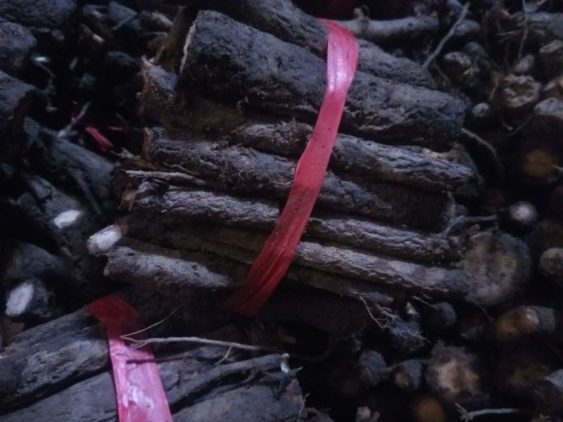 桐树根大量供应，速生四倍体新品种泡桐树根，河南货源