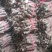 桐树根大量供应，速生四倍体新品种泡桐树根，河南货源