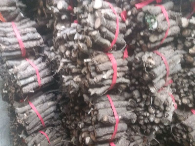 桐树根大量供应，速生四倍体新品种泡桐树根，河南货源